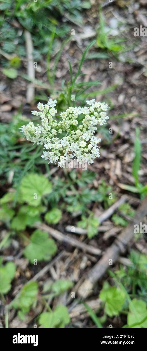 Pignut (Conopodium majus) Stockfoto