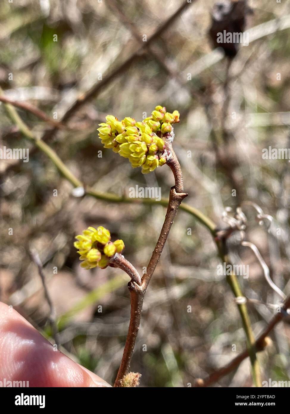 (Rhus aromatica aromatica) Stockfoto