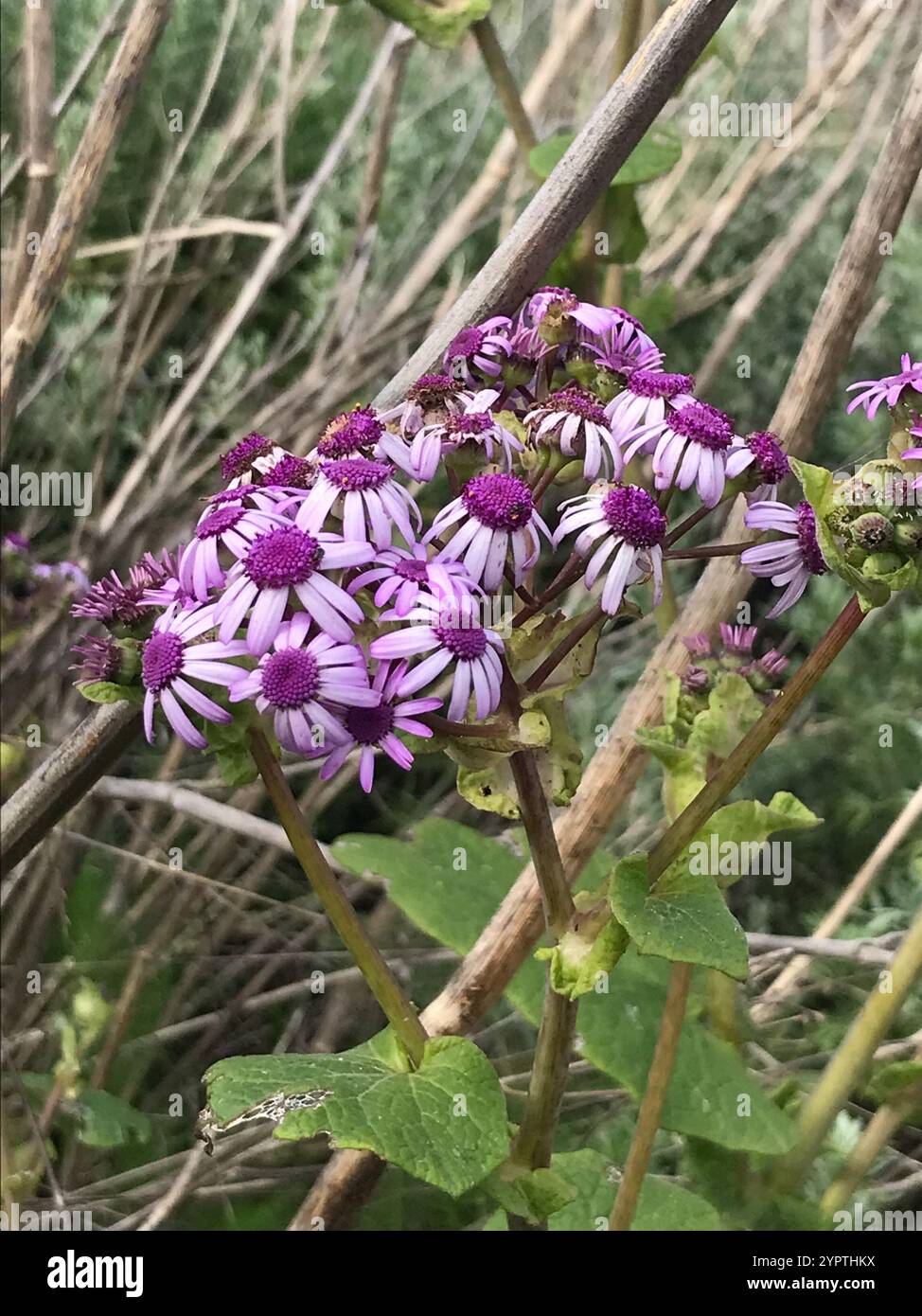 (Pericallis webbii) Stockfoto