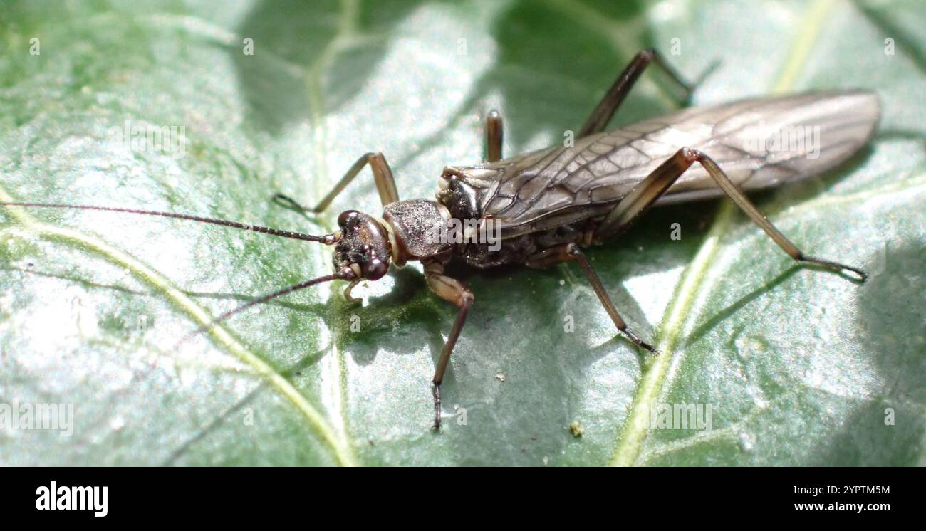 Kleines, stumpfes Braun (Nemoura cinerea) Stockfoto