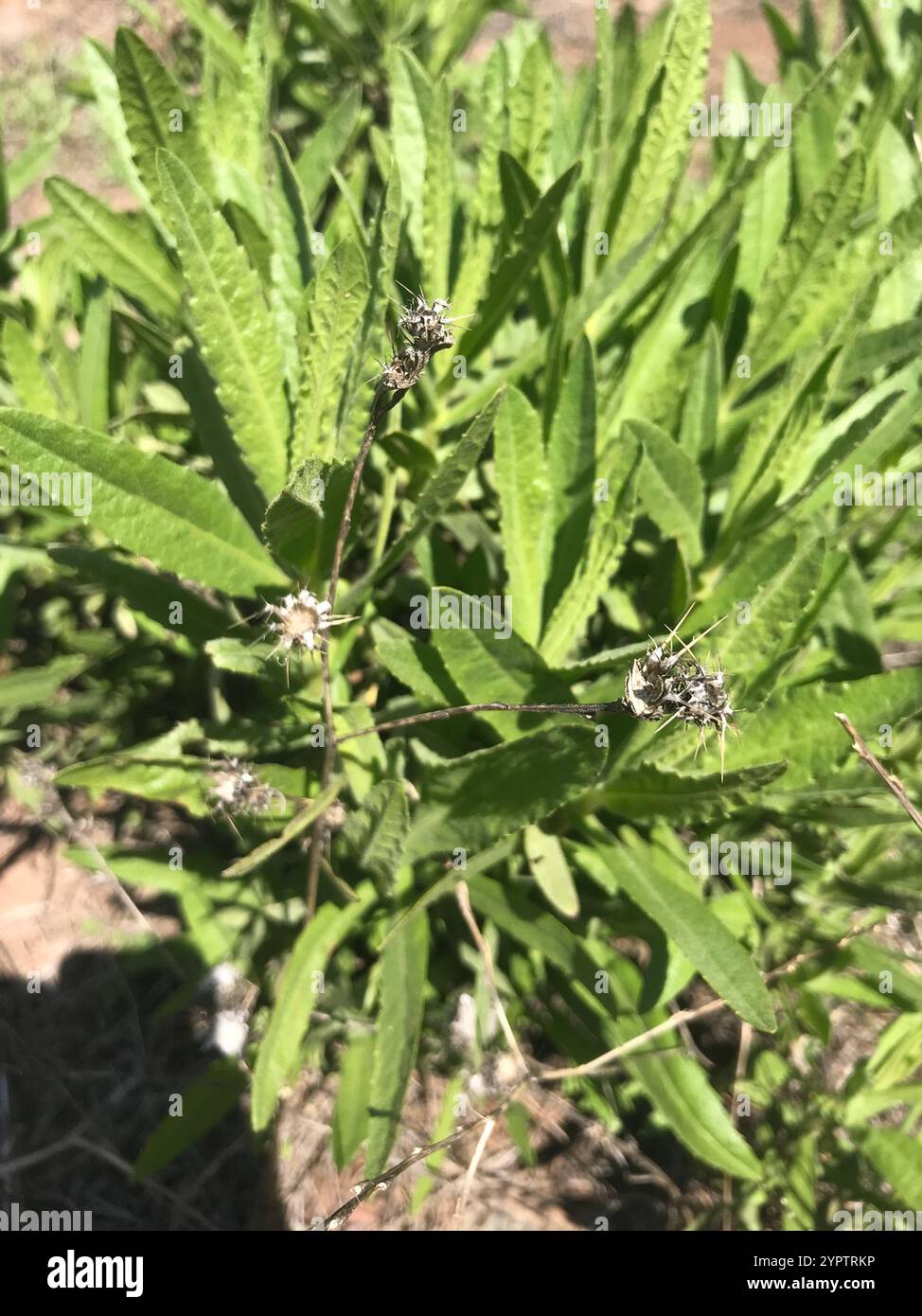 Falsche yellowhead (Dittrichia viscosa) Stockfoto