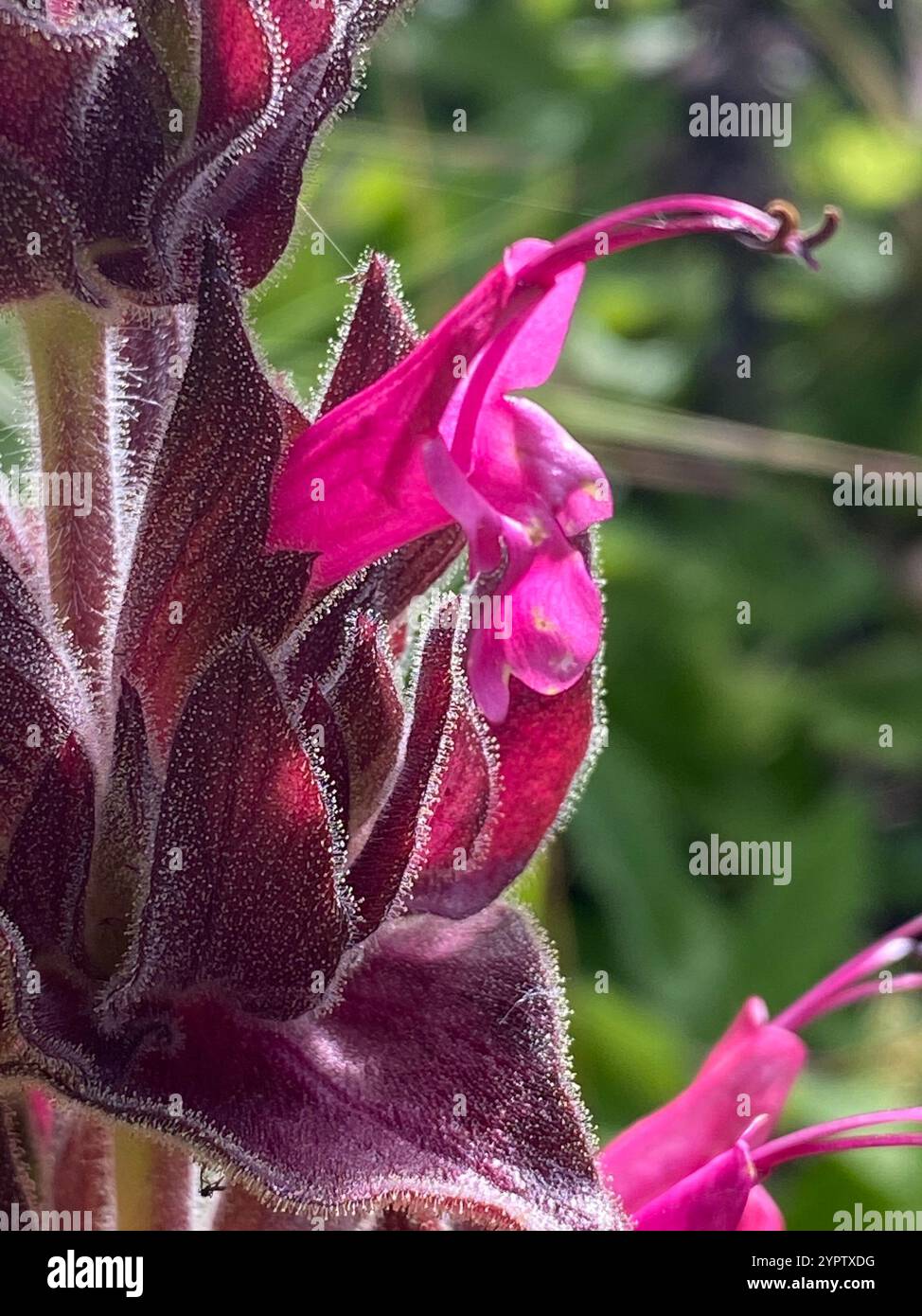 Kolibri Salbei (Salvia spathacea) Stockfoto