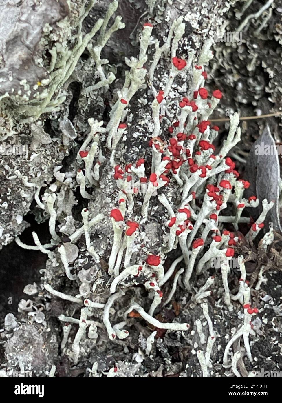Lippenstift Powderhorn (Cladonia macilenta) Stockfoto