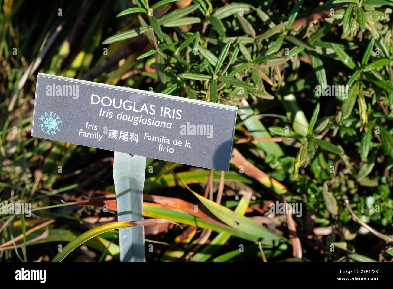 Lateinisches botanisches Namensschild und Pflanzenbeschreibung für Douglas Iris (Iris Douglasiana); Presidio Tunnel Tops Park, San Francisco, Kalifornien. Stockfoto