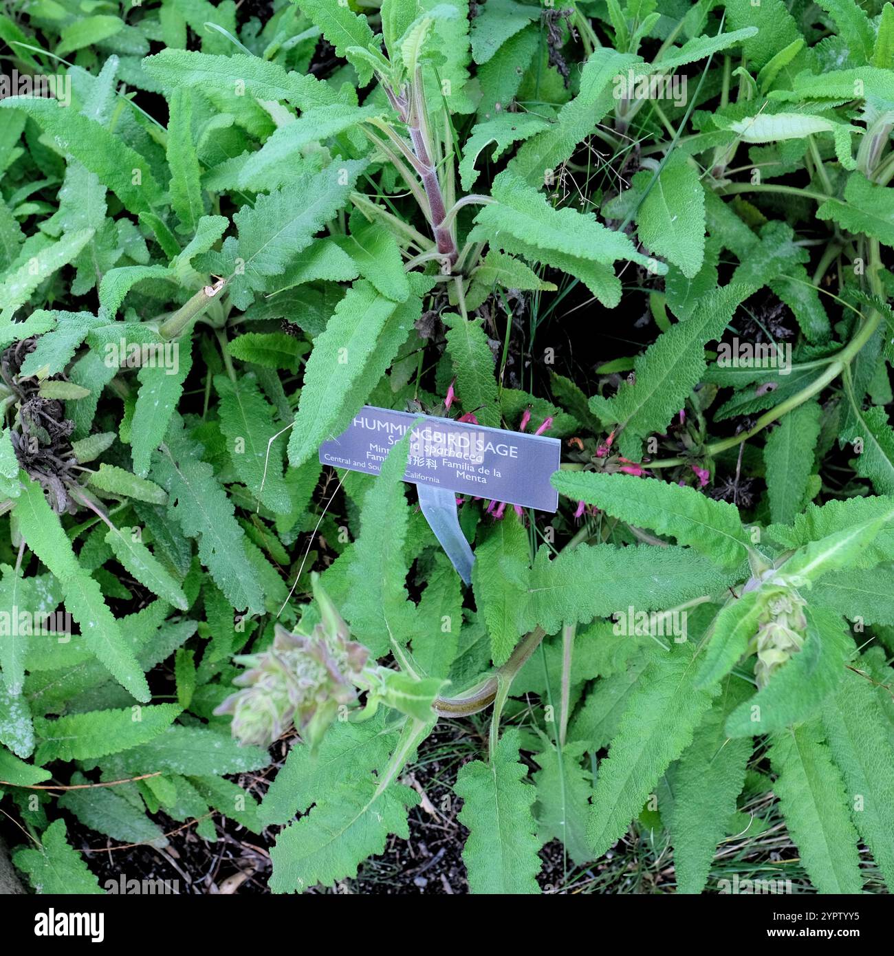 Lateinisches botanisches Namensschild und Pflanzenbeschreibung für Kolibri Salbei (Salvia Spathacea); Presidio Tunnel Tops Park, San Francisco, Kalifornien. Stockfoto