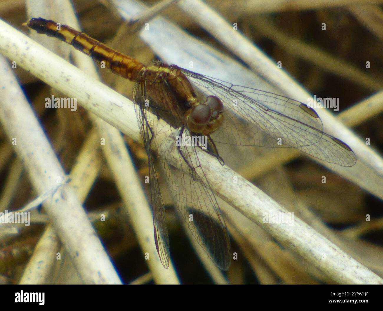 Little Blue Dragonlet (Erythrodiplax minuscula) Stockfoto