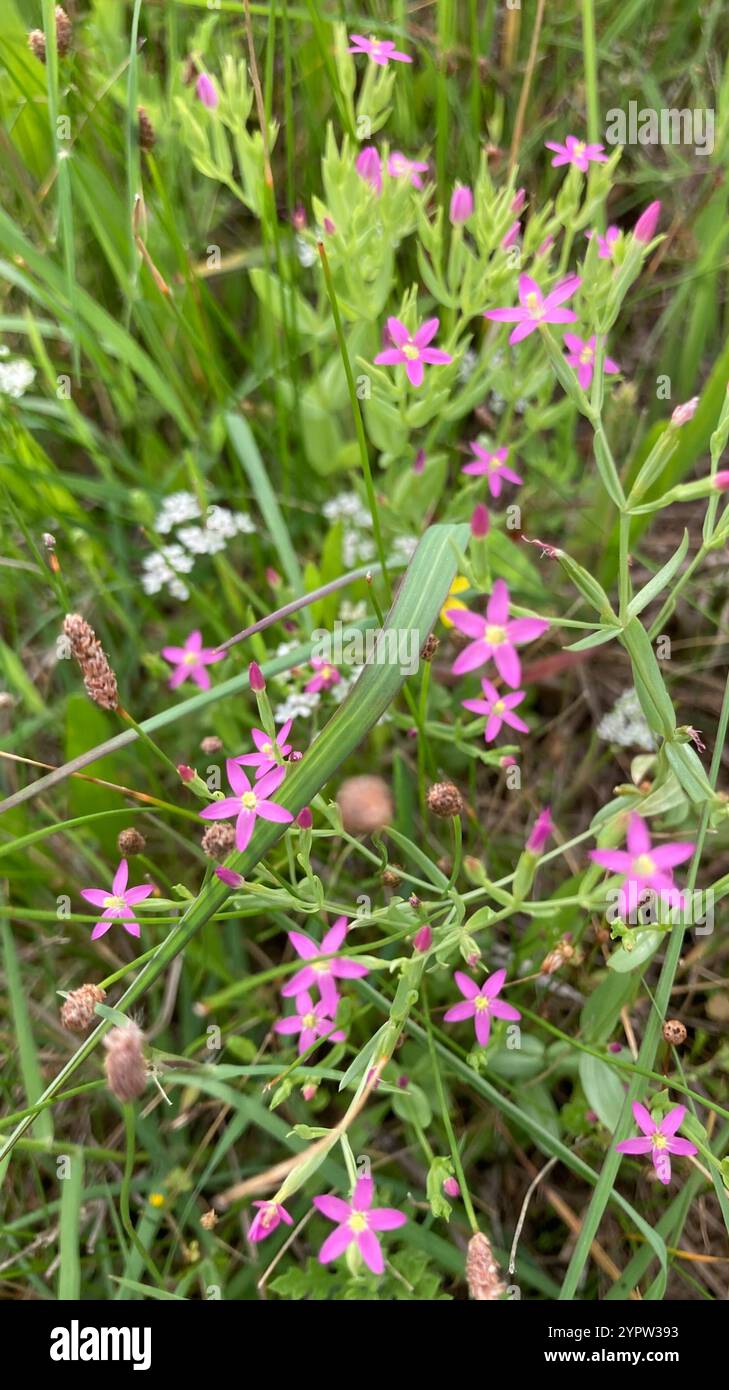 Weniger Zentaury (Centaurium pulchellum) Stockfoto