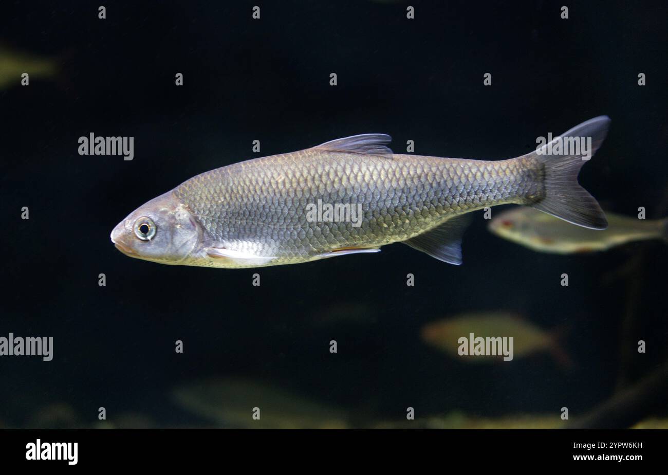 Brassen, Süßwasserbrassen, Brassen, Bronzebrassen, Karpfenbrassen oder schwitzige Brassen, Abramis brama, Cyprinidae. Europa und Asien. Stockfoto