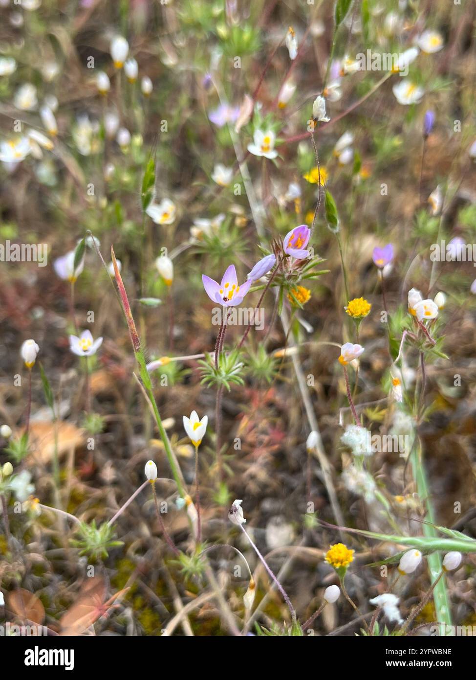 Variable Linanthus (Leptosiphon parviflorus) Stockfoto