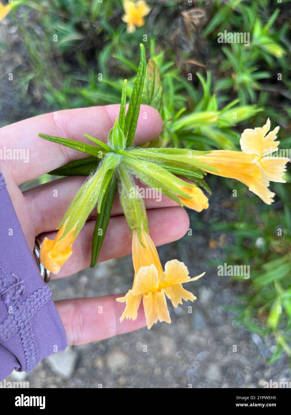 Südbuschaffenblume (Diplacus longiflorus) Stockfoto