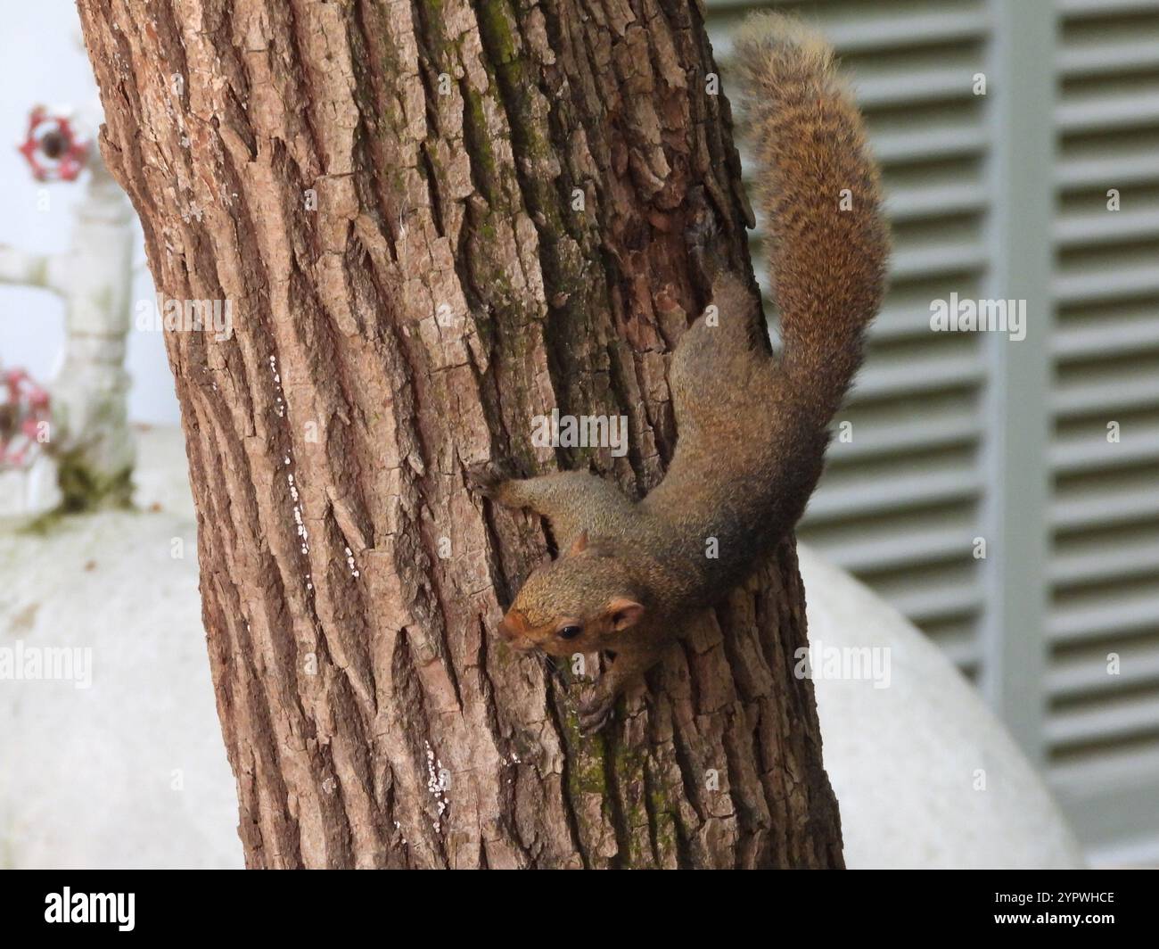 Eichhörnchen Pallas (Callosciurus erythraeus) Stockfoto