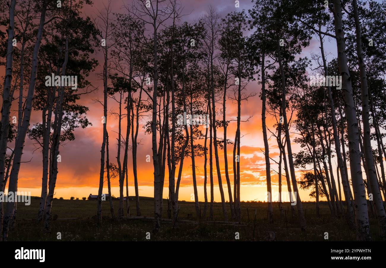 5. JULI 2020, Hastings Mesa, Colorado, USA - Sonnenuntergang auf Hastings Mesa Colorado, Aspen Grove Stockfoto