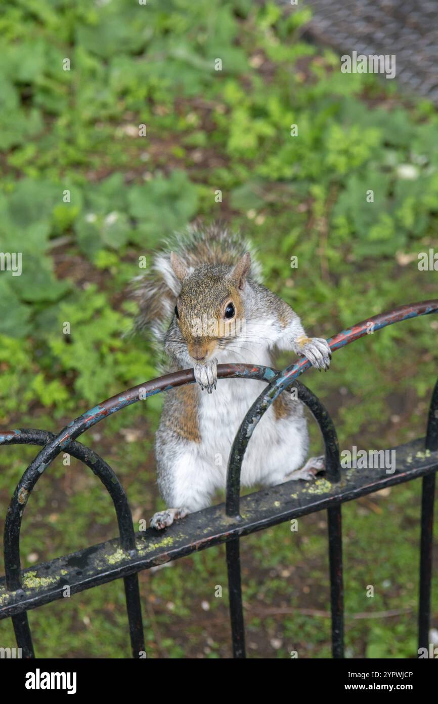 Eichhörnchen im St. James's Park in London Stockfoto