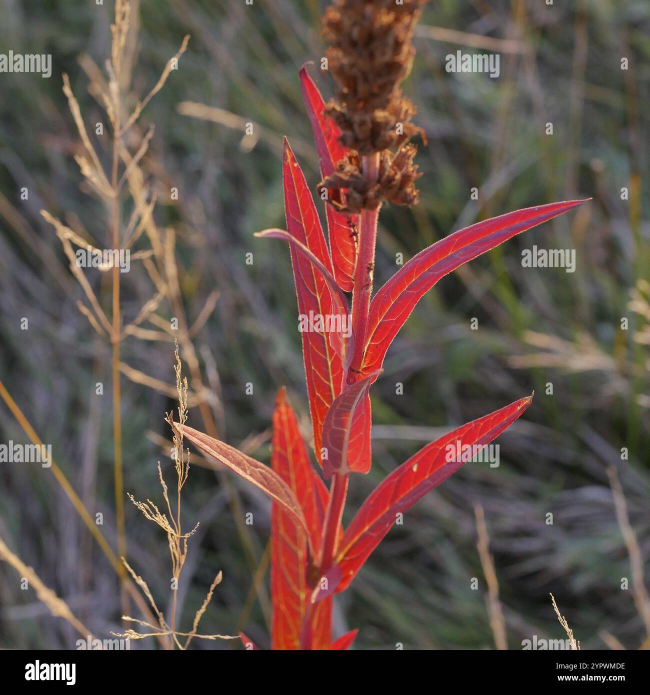 Feuriges rotes Blatt auf den Auenwiesen im herbstlichen Hinterlicht Stockfoto Feuriges rotes Blatt auf den Auenwiesen im herbstlichen Hinterlicht Stockfoto