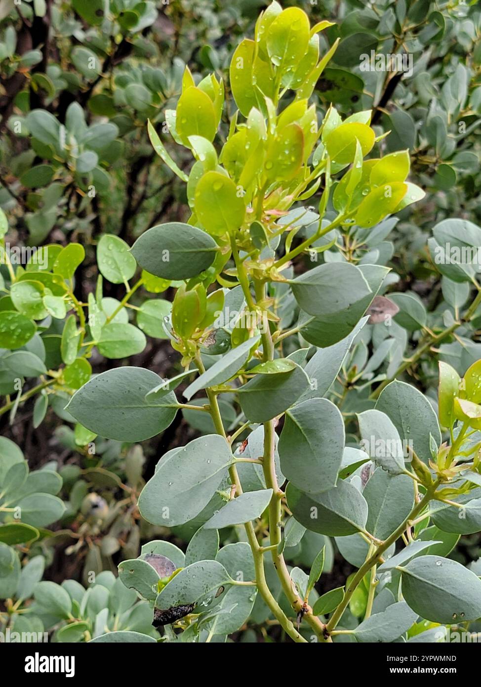 Big Berry Manzanita (Arctostaphylos glauca) Stockfoto