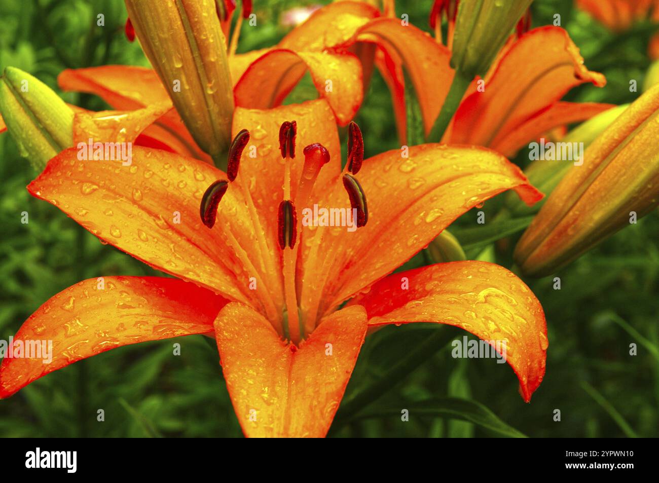 Wunderschöne, blühende orangene Lilien mit Wassertropfen auf den Blütenblättern nach dem Regen. Sonniger Sommertag Stockfoto