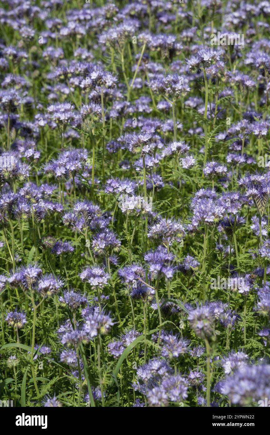 Blühendes fiddleneck (Phacelia tanacetifolia). Blühendes blaues tansy oder spitzenförmiges phacelia Stockfoto