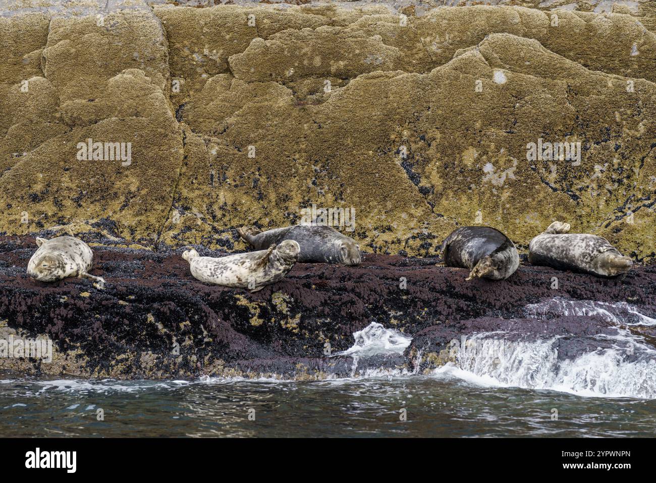 Gray SEAL, Halichoerus grypus, Sceilg Bheag, Skellig Rock Small, Irland, Vereinigtes Königreich, Europa Stockfoto