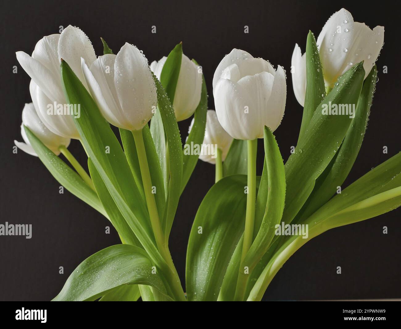 Tulpenstrauß auf schwarzem Hintergrund Stockfoto