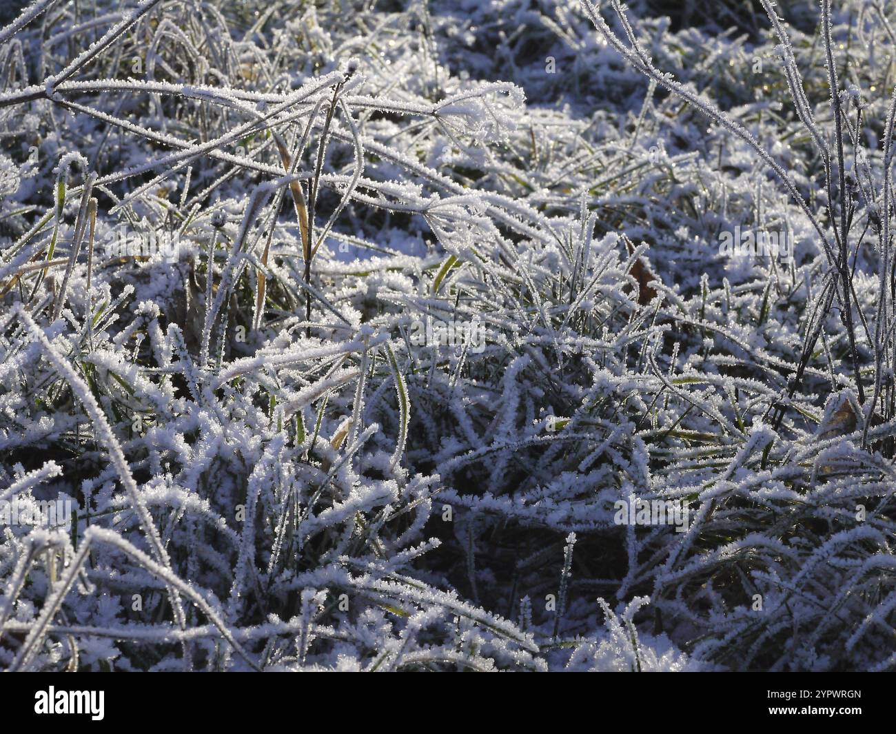 Eiszeiten: Raureif am Morgen im Winter Stockfoto