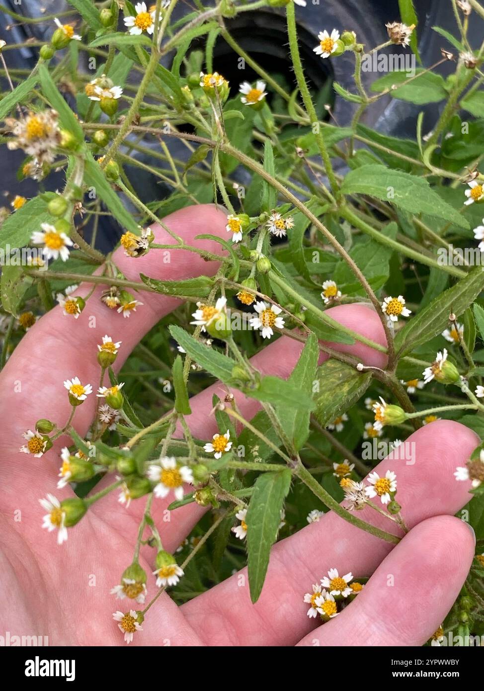 shaggy Soldat (Galinsoga quadriradiata) Stockfoto