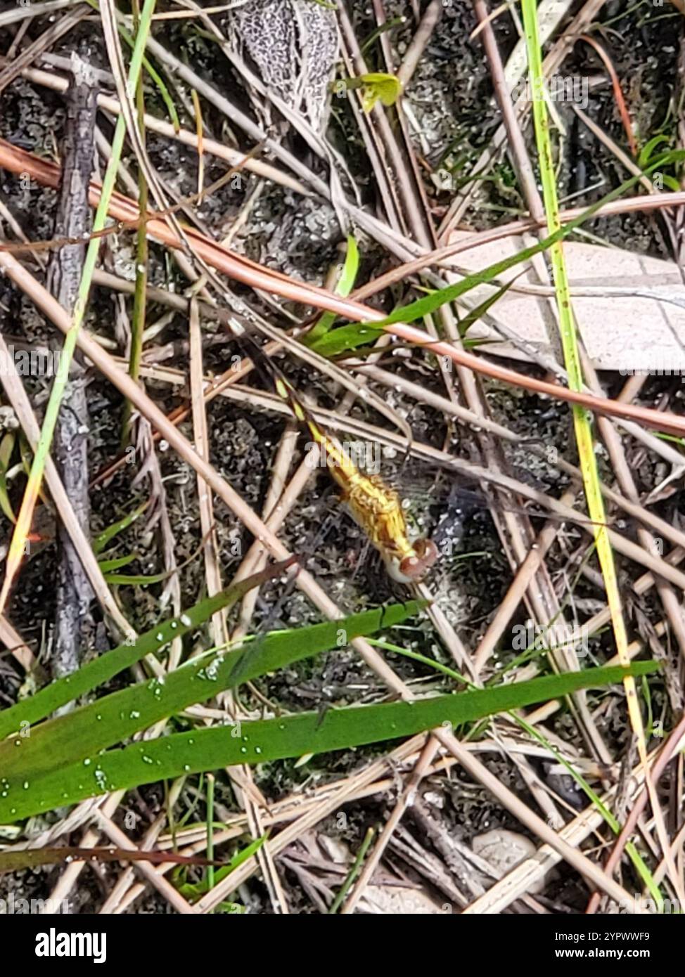 Little Blue Dragonlet (Erythrodiplax minuscula) Stockfoto