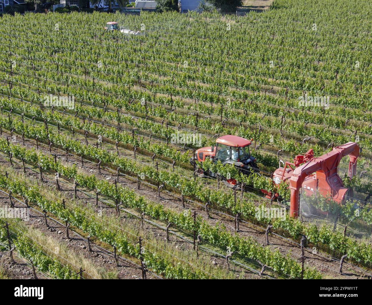 Feldtraktoren, die Pestizide und Insektizide auf grünen Weinbergen sprühen. Napa Valley, Napa County, Kalifornien, USA. April 2020 Stockfoto