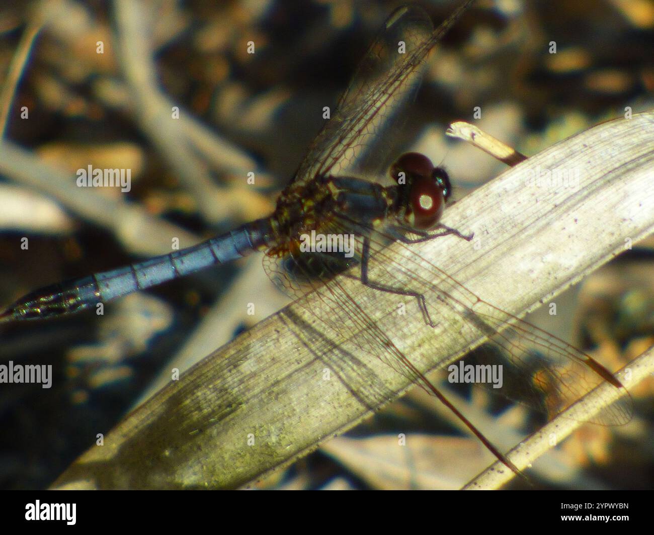 Little Blue Dragonlet (Erythrodiplax minuscula) Stockfoto