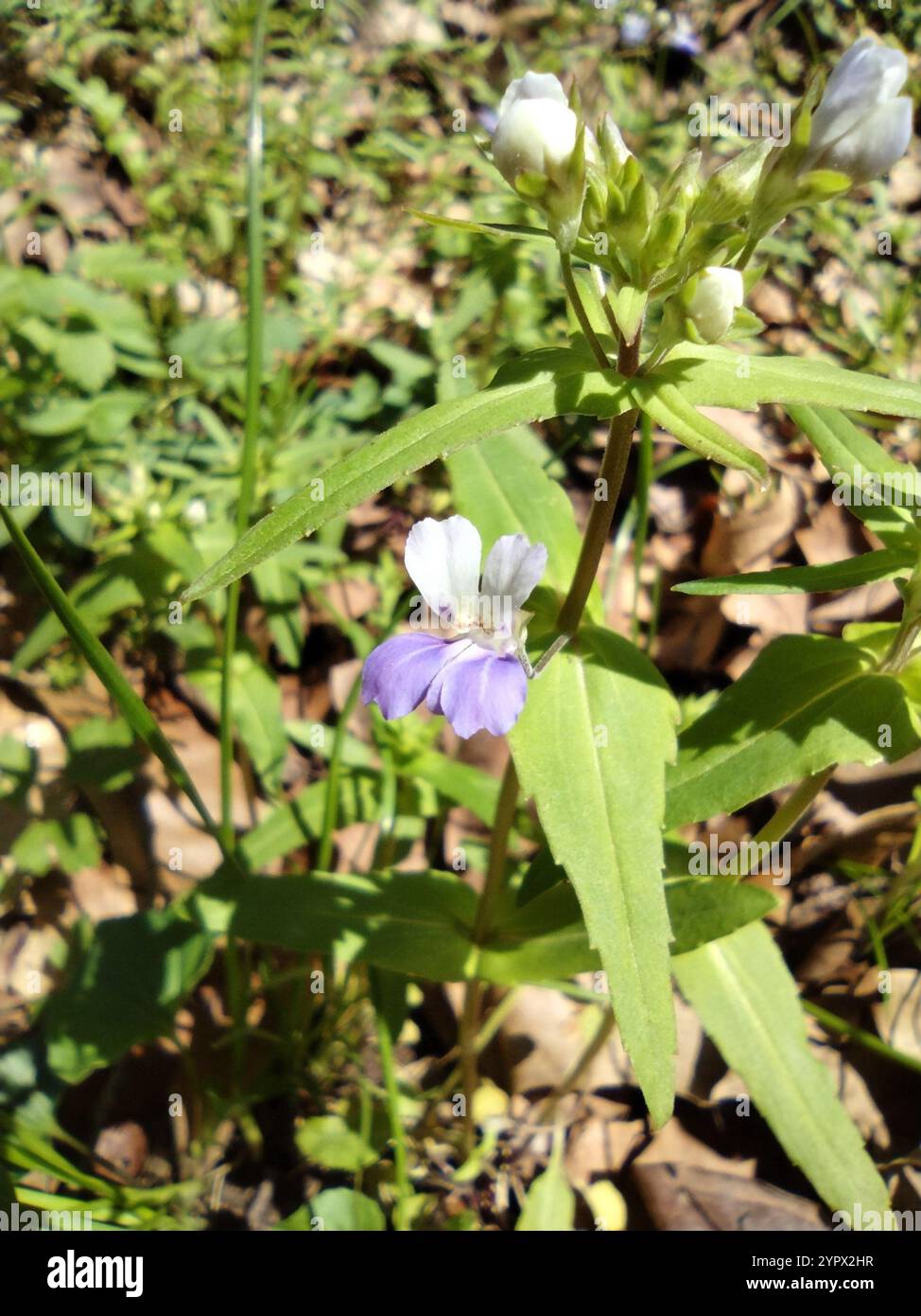 Frühlingsblauäugige Maria (Collinsia verna) Stockfoto