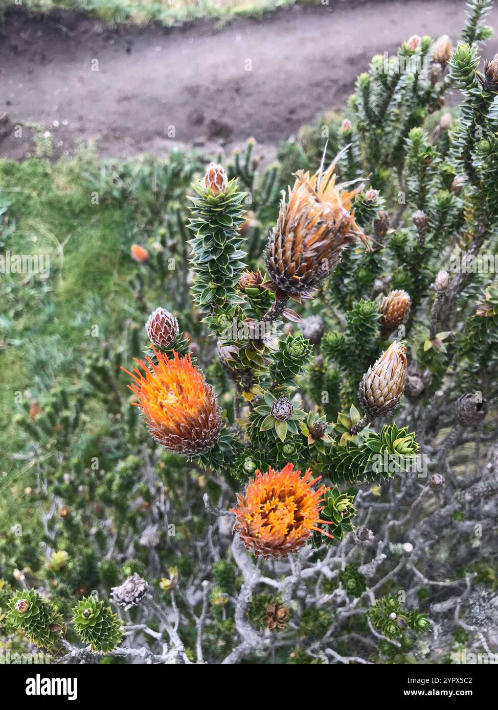 Chuquiragua (Chuquiraga jussieui) Stockfoto