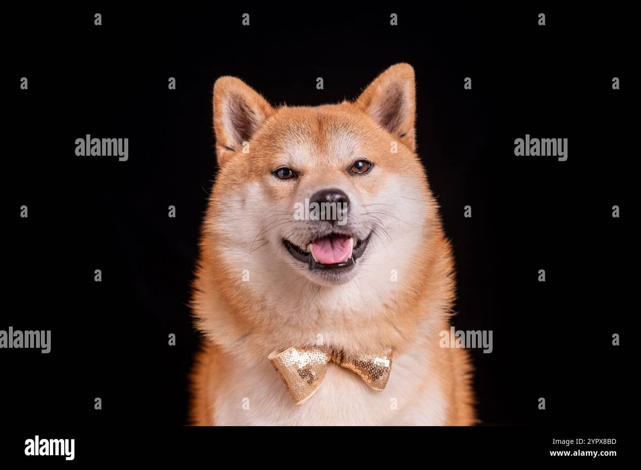 Kopfporträt des Ingwer Shiba Inu Hundes, der eine Fliege trägt, die mit goldenen Pailletten auf schwarzem Hintergrund verziert ist. Stockfoto