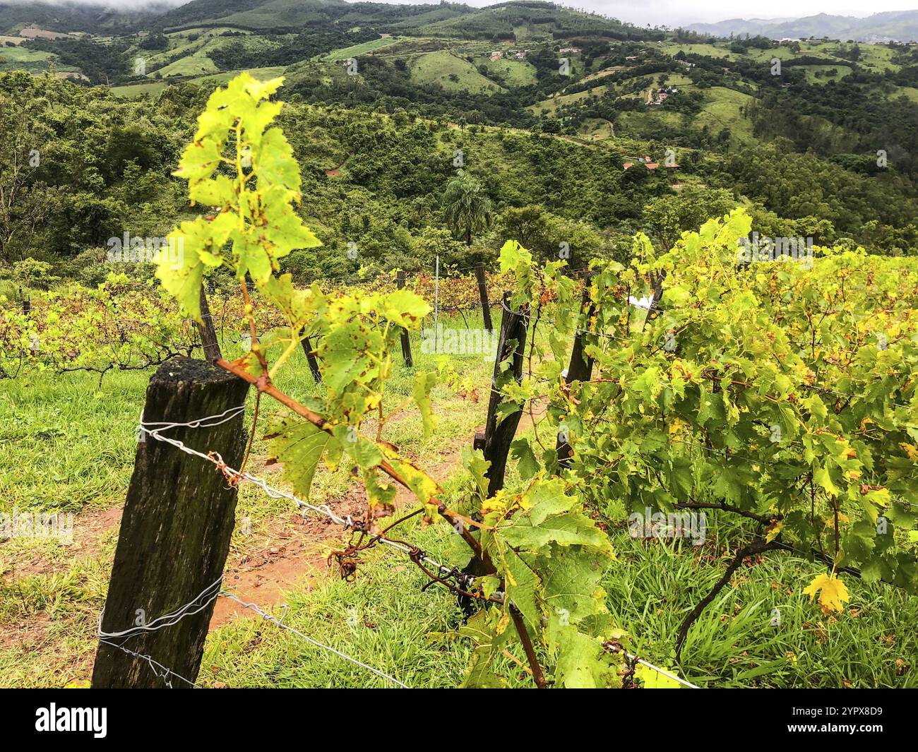 Nahaufnahme der Weinberge in den Bergen während der bewölkten Regenzeit. Weinreben in den grünen Hügeln. Weinberge für die Herstellung von Wein, der in den Tälern auf der r Stockfoto