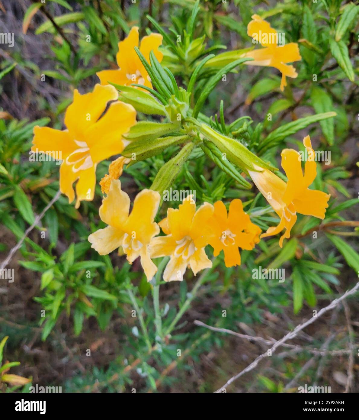 Südbuschaffenblume (Diplacus longiflorus) Stockfoto