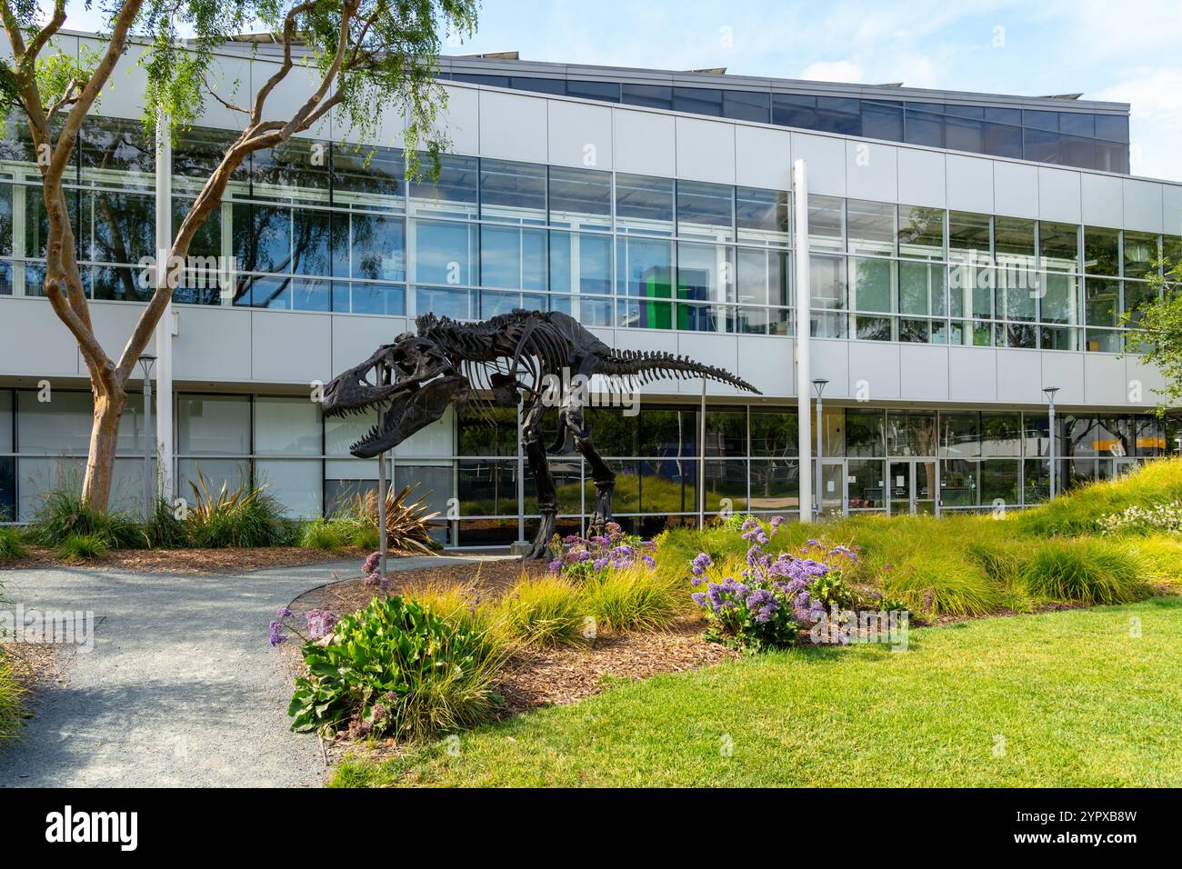 Ein Tyrannosaurus Rex Skelett namens Stan in Googleplex im Silicon Valley, Mountain View, Kalifornien, USA - 12. Juni 2023. Stockfoto