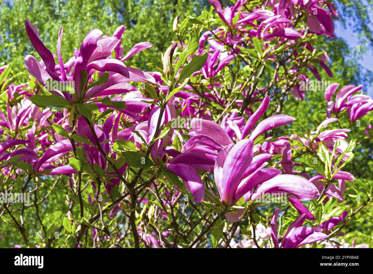 Blühende Lilienmagnolie (Magnolia liliiflora) im botanischen Garten Stockfoto