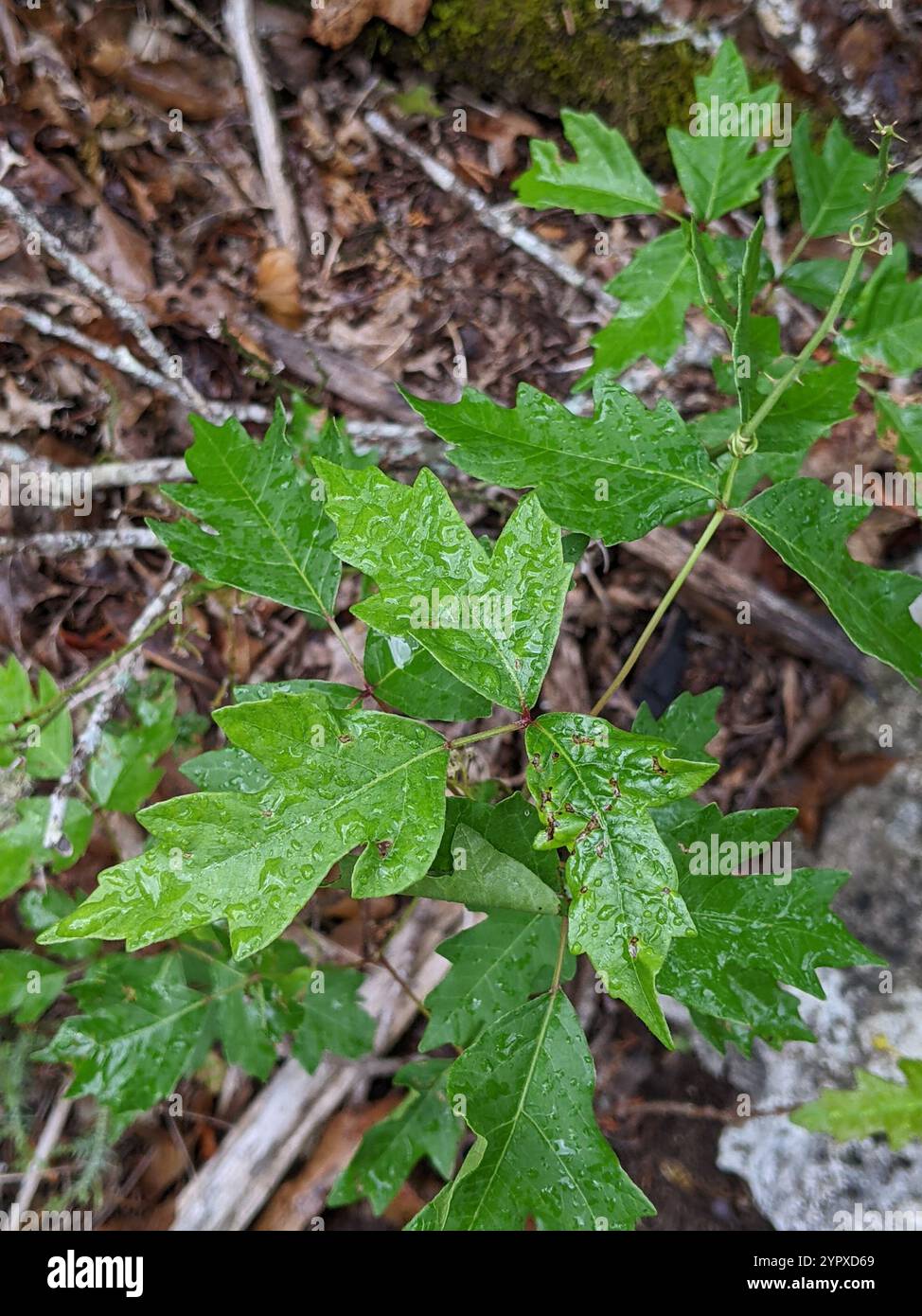 Atlantische Gifteiche (Toxicodendron pubescens) Stockfoto