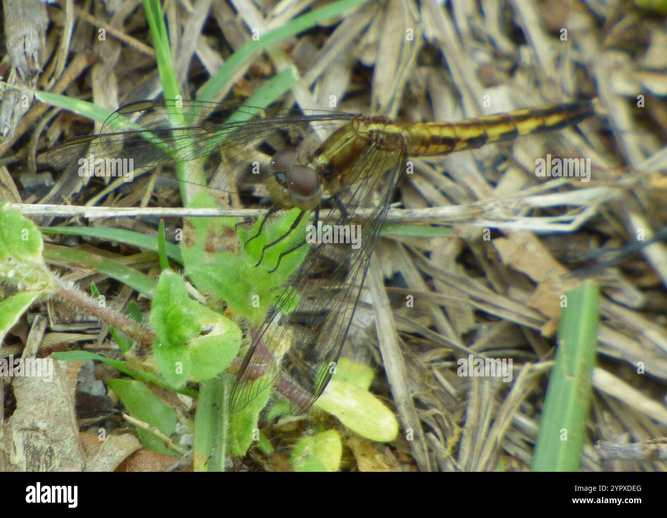 Little Blue Dragonlet (Erythrodiplax minuscula) Stockfoto