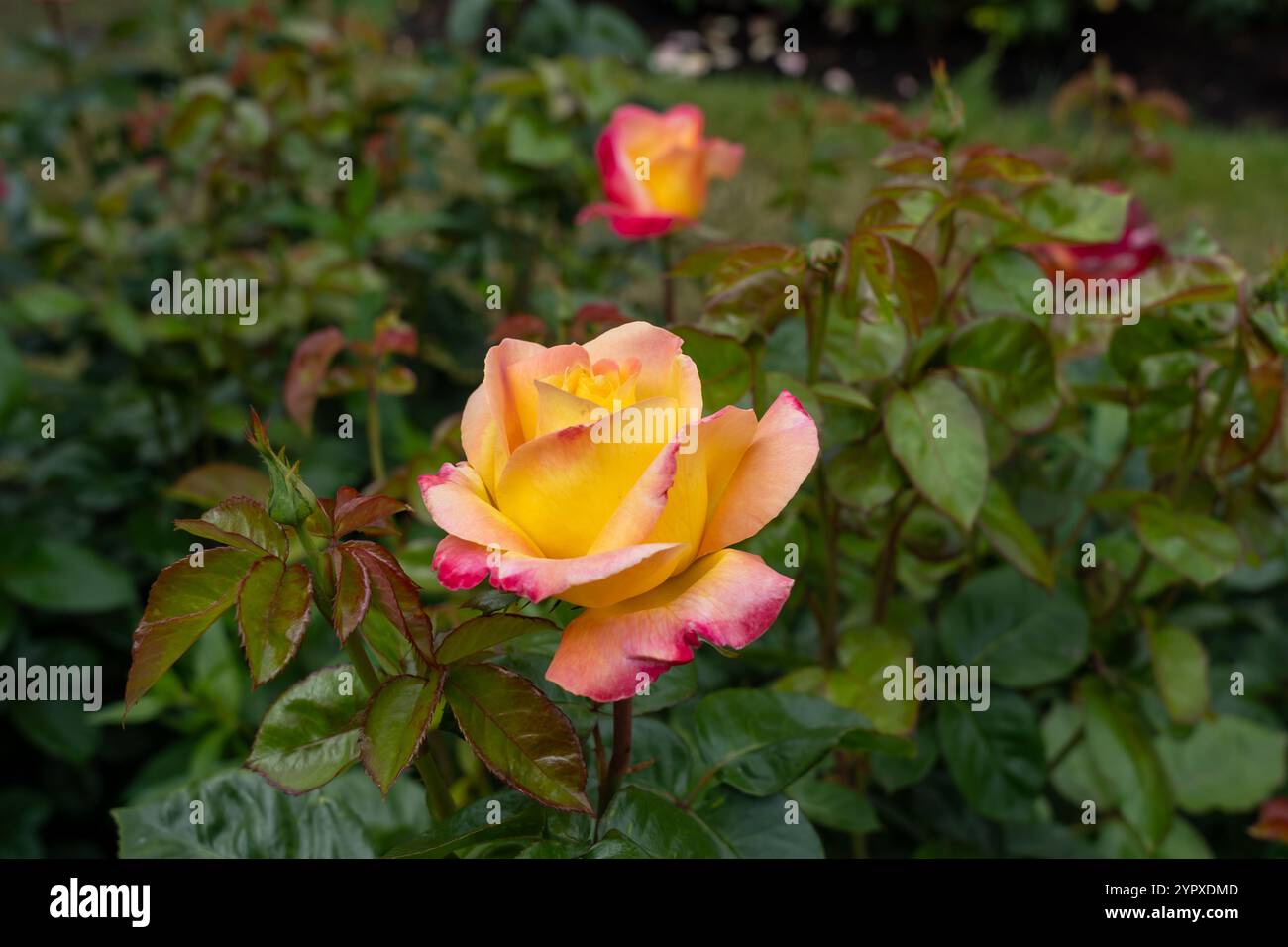 Liebe und Frieden Rosenblüten wachsen im Garten. Usa. Stockfoto