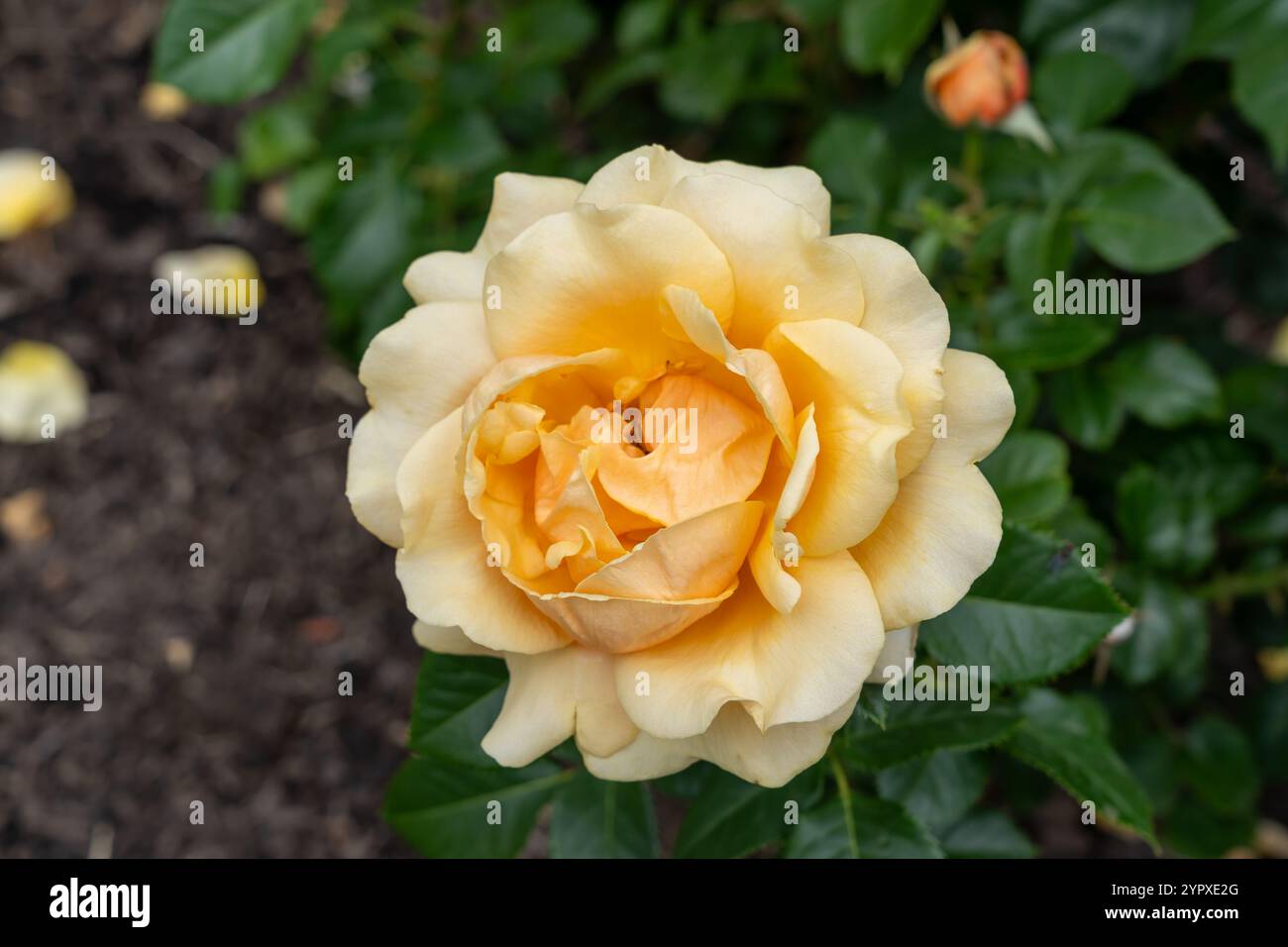 Liebe auf den ersten Blick Rosenblüten wachsen im Garten. Usa. Stockfoto
