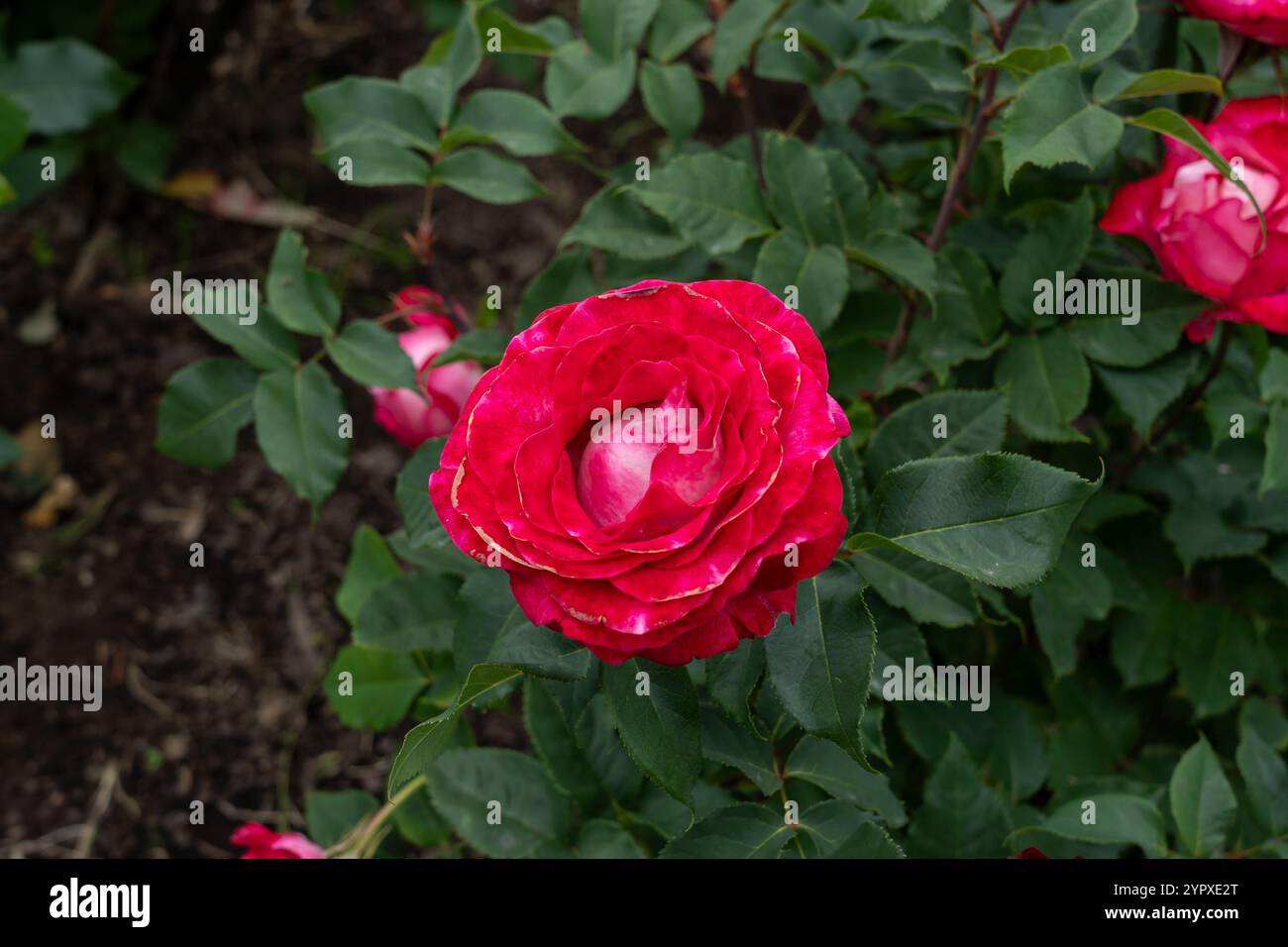Liebe auf den ersten Blick Rosenblüten wachsen im Garten. Usa. Stockfoto