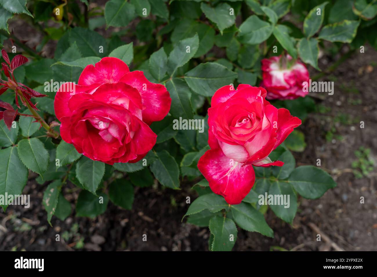 Liebe auf den ersten Blick Rosenblüten wachsen im Garten. Usa. Stockfoto