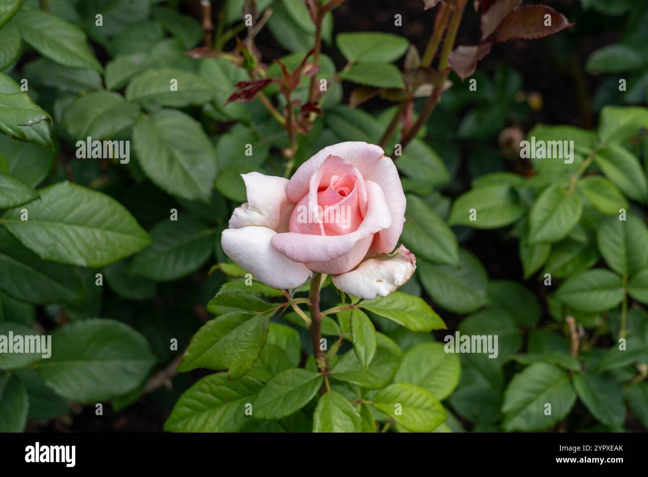 Aschenblüten wachsen im Garten. Usa. Stockfoto