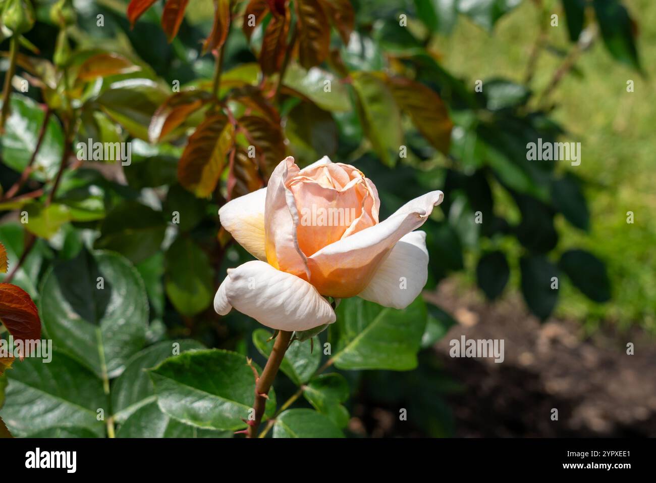 Aprikosen und Creme Rose Blumen wachsen im Garten. Usa. Stockfoto