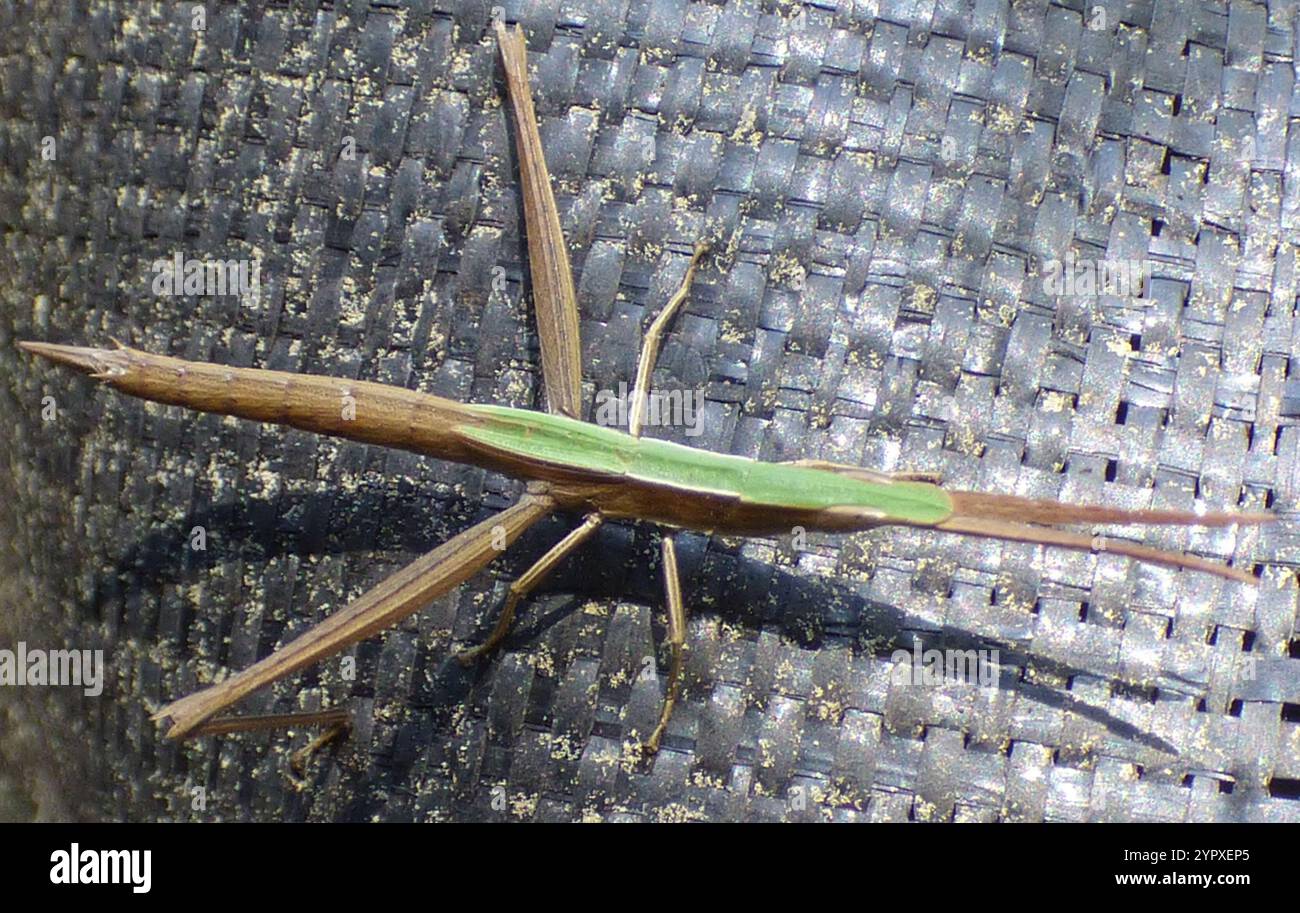 Langhaarige Zahnstocher Grasshopper (Achurum carinatum) Stockfoto