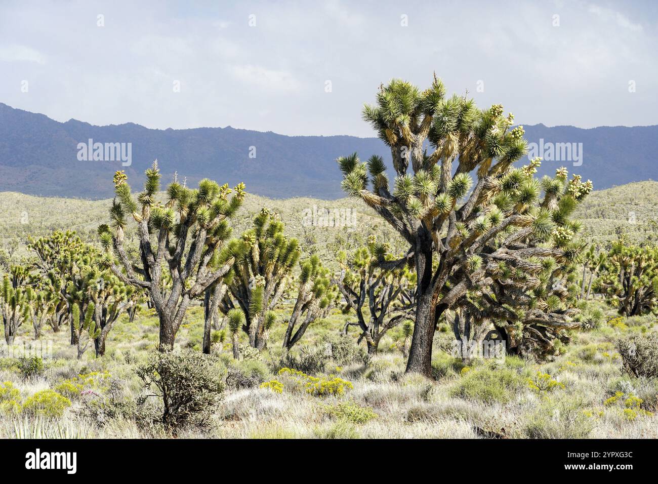 Joshua Tree National Park. Amerikanischer Wüsten-Nationalpark im Südosten Kaliforniens. Yucca brevifolia, Joshua Tree, ist eine Pflanzenart, die zu der gehört Stockfoto