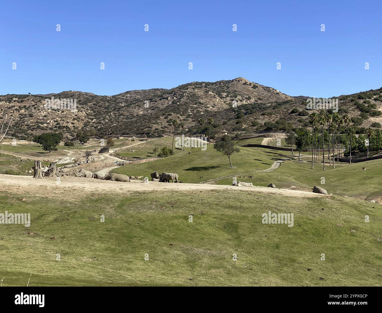 Tierfrei ohne Käfig im San Diego Safari Park Zoo in San Diego, einer der größten Touristenattraktionen im San Diego County. Kalifornien, USA, Novem Stockfoto