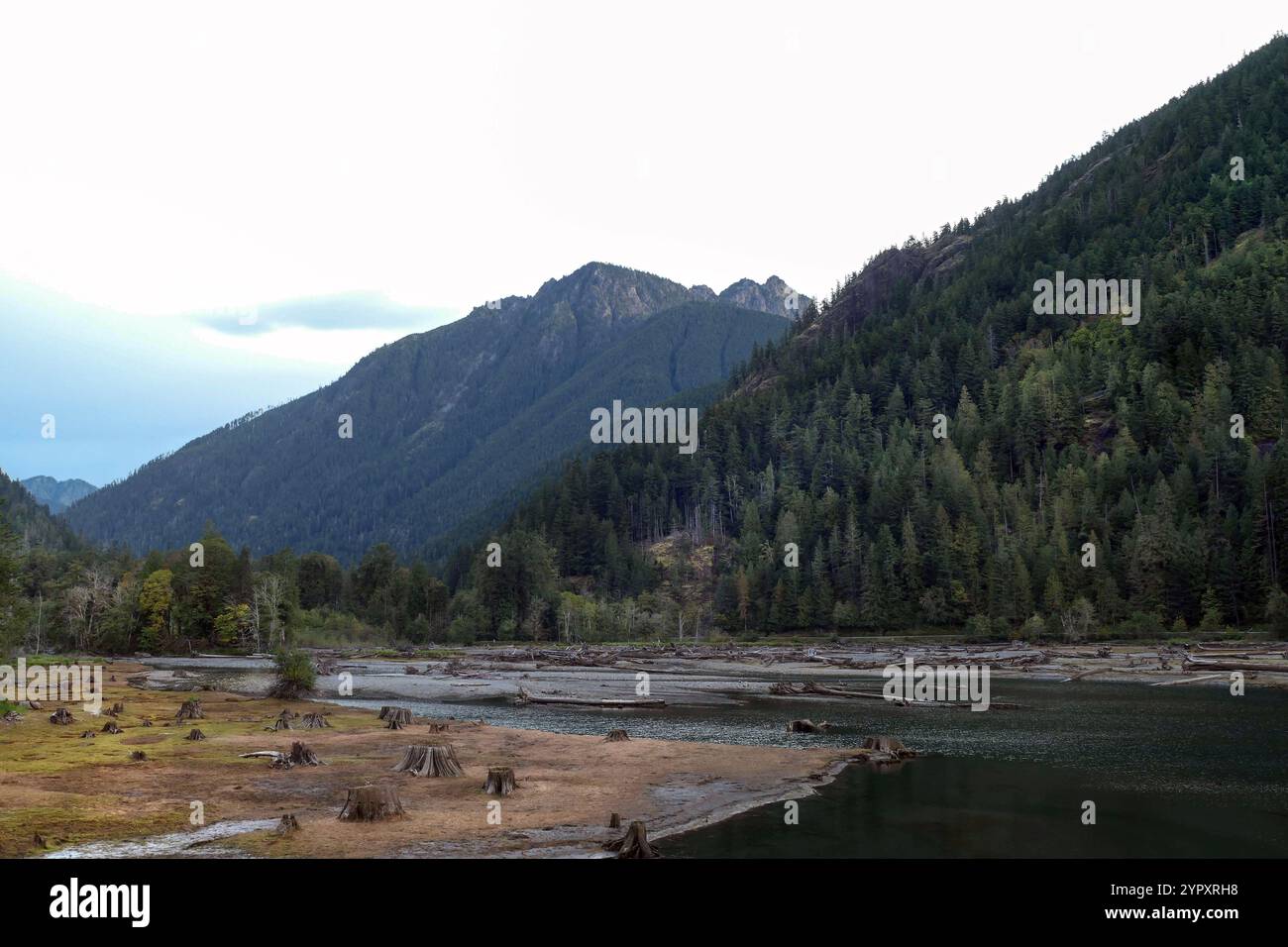 Das Ende des Lake Cushman mit alten Baumstümpfen und den Olympischen Bergen im Hintergrund. Stockfoto