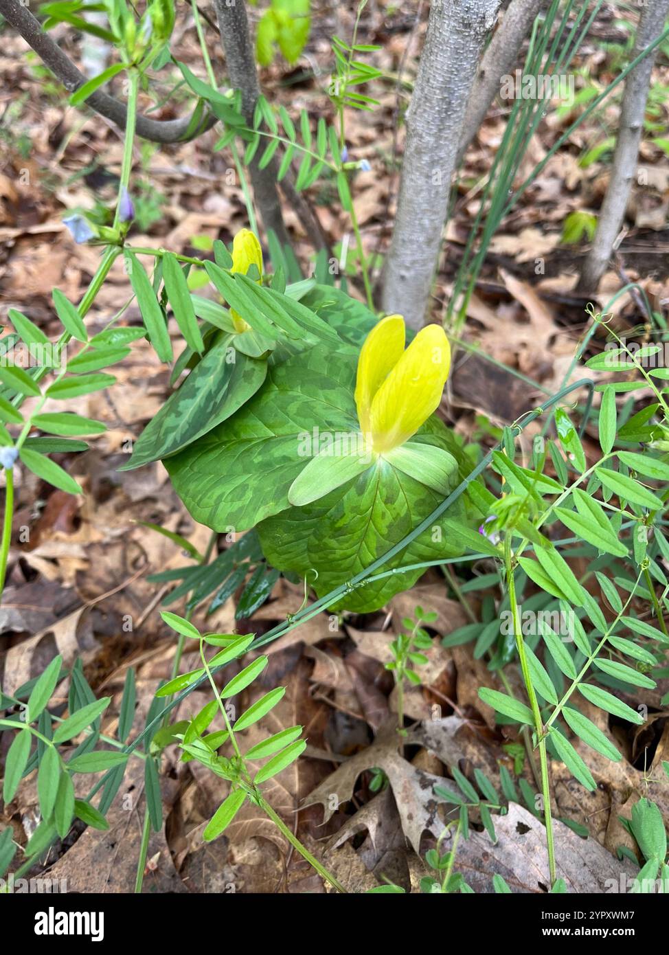 Gelbes wakerobin (Trillium luteum) Stockfoto