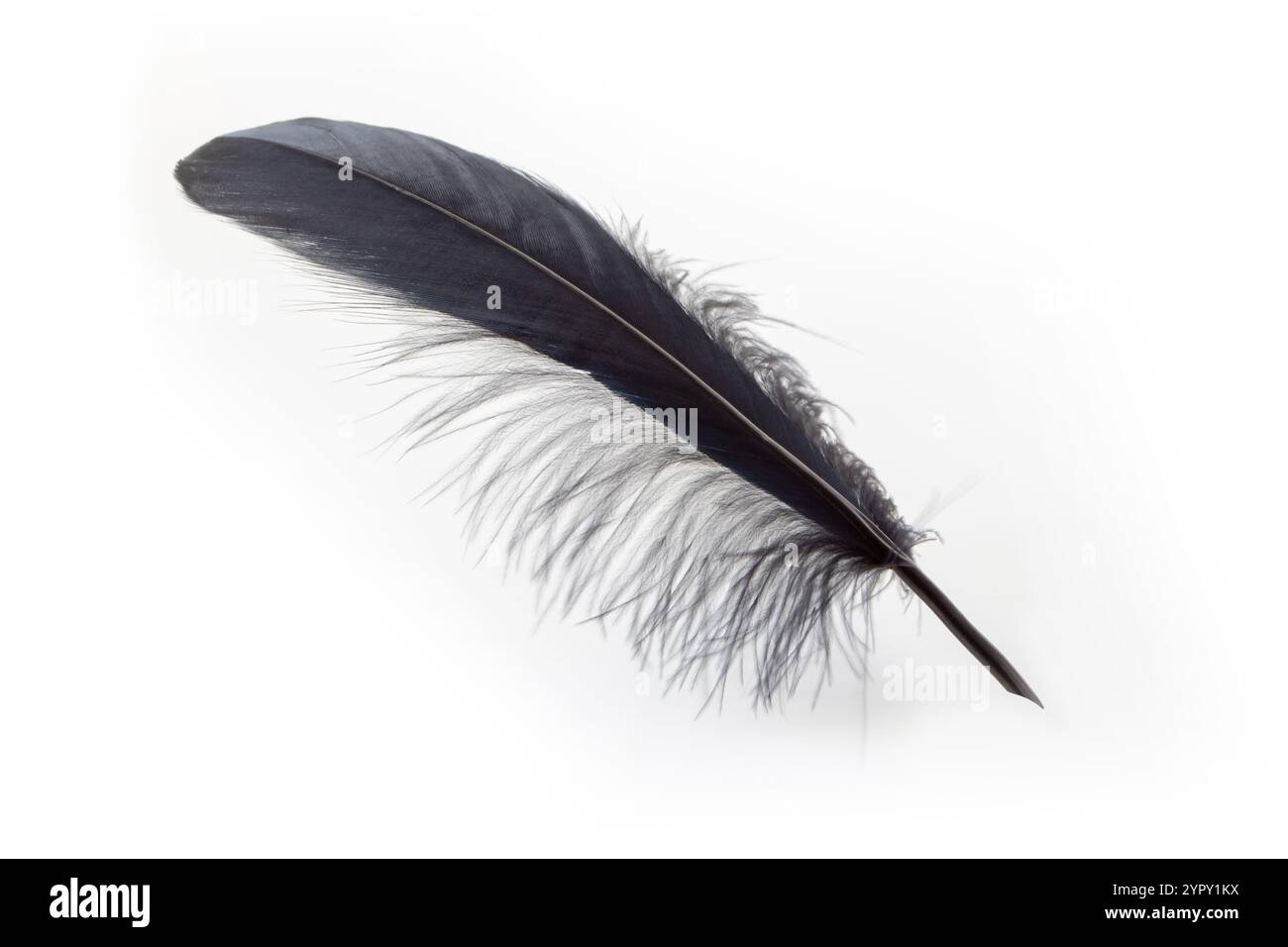 Federstift auf weißem Hintergrund. Schreibwerkzeug aus schwarzer, schöner Feder eines großen Vogels. Stockfoto