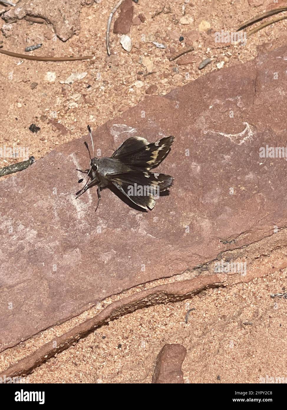 Yucca Giant-Skipper (Megathymus yuccae) Stockfoto